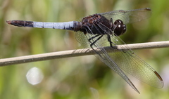 Erythrodiplax basifusca