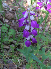 Collinsia