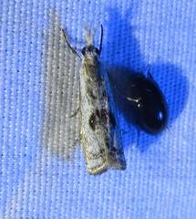 Microcrambus croesus