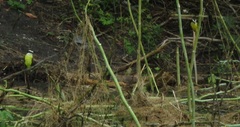 Pitangus sulphuratus