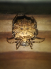 Acanthepeira cherokee