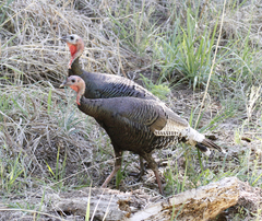 Meleagris gallopavo mexicana