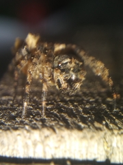 Acanthepeira cherokee