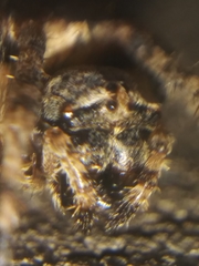 Acanthepeira cherokee