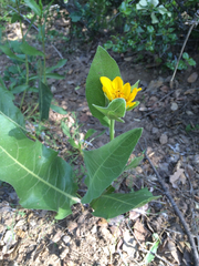 Wyethia