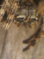 Acanthepeira cherokee