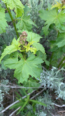 Acer glabrum
