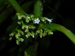 Notopleura discolor