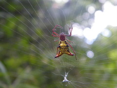 Micrathena fissispina