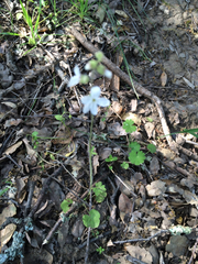 Lithophragma heterophyllum
