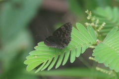 Viola violella