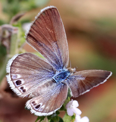 Echinargus isola