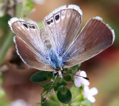 Echinargus isola