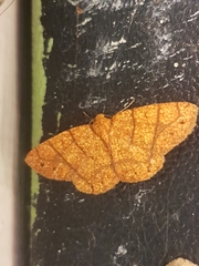 Periclina