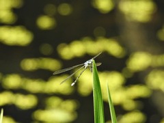 Lestes eurinus