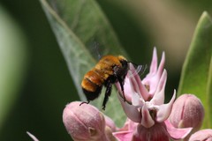 Anthophora bomboides