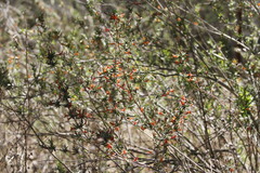 Anisacanthus thurberi