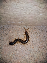 Scolopendra polymorpha