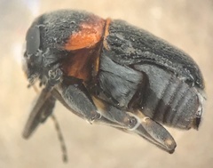 Pachybrachis thoracicus