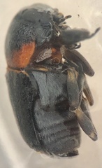 Pachybrachis thoracicus