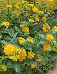Lantana × hybrida