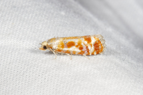 European Pine Shoot Moth photo 2