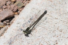 Ischnura damula