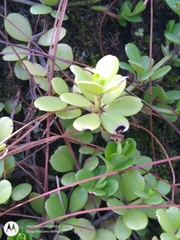 Peperomia berlandieri