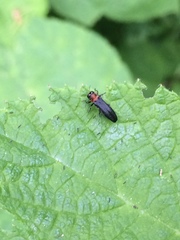 Agrilus ruficollis