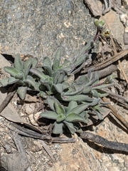 Draba corrugata