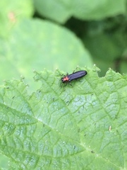 Agrilus ruficollis