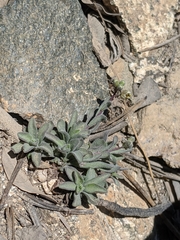 Draba corrugata