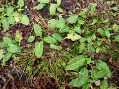 Rumex neglectus