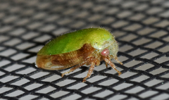 Ophiderma evelyna