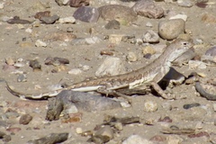 Callisaurus draconoides ventralis