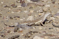 Callisaurus draconoides ventralis