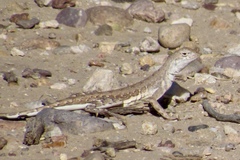 Callisaurus draconoides ventralis