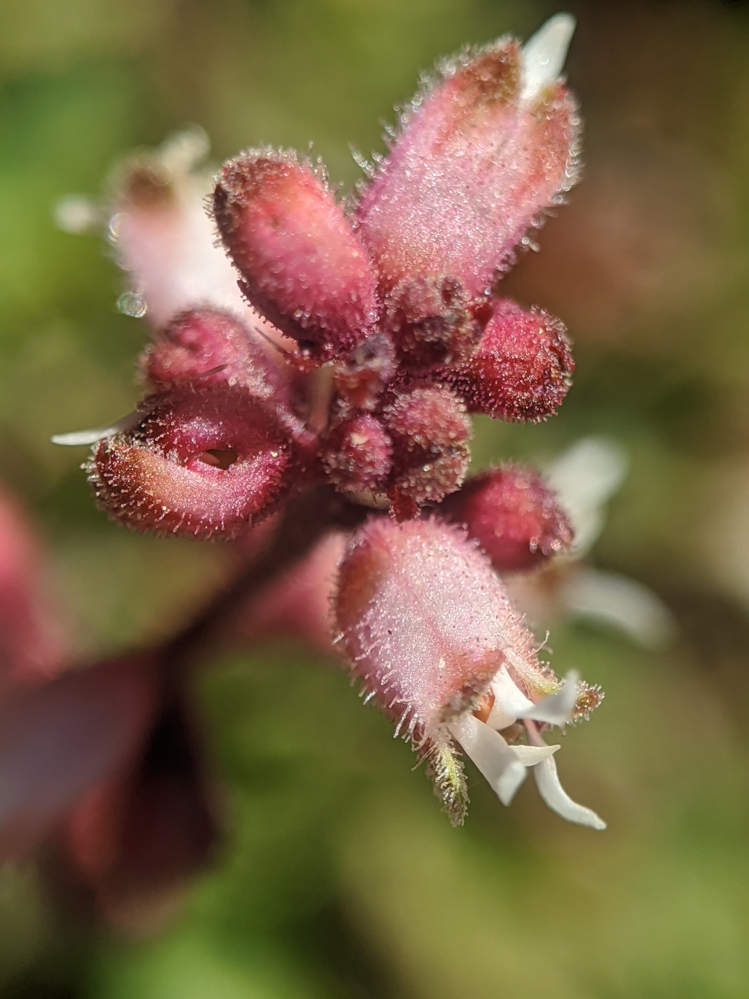 Abrams' Alumroot (Heuchera abramsii)