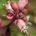 Purpurglöckchen (Heuchera): Herkunft und Verwendung — foto 2