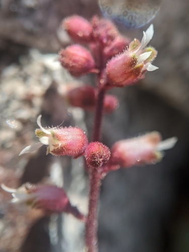 Image of Heuchera abramsii by no rights reserved