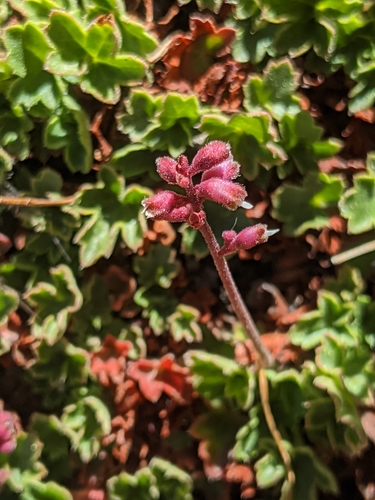 Image of Heuchera abramsii by no rights reserved