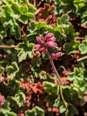 Heuchera abramsii