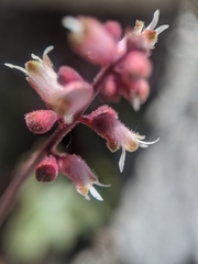 Heuchera abramsii
