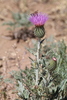 Wavyleaf Thistle - Photo (c) adriscoll, some rights reserved (CC BY-NC), uploaded by adriscoll