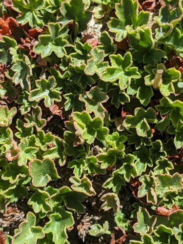 Image of Heuchera abramsii by no rights reserved
