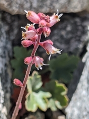 Heuchera abramsii