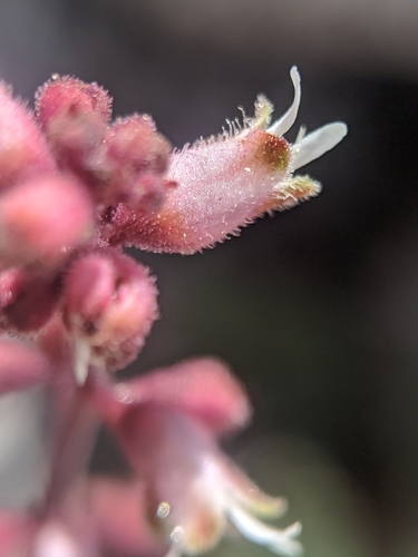 Image of Heuchera abramsii by no rights reserved