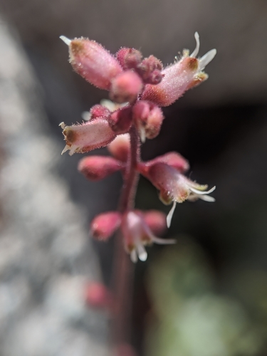 Image of Heuchera abramsii by no rights reserved