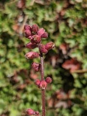 Heuchera abramsii
