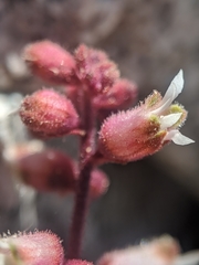 Heuchera abramsii